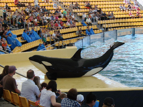 Orca Ocean SHOW