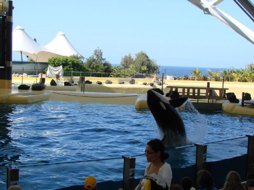 Orca Ocean SHOW