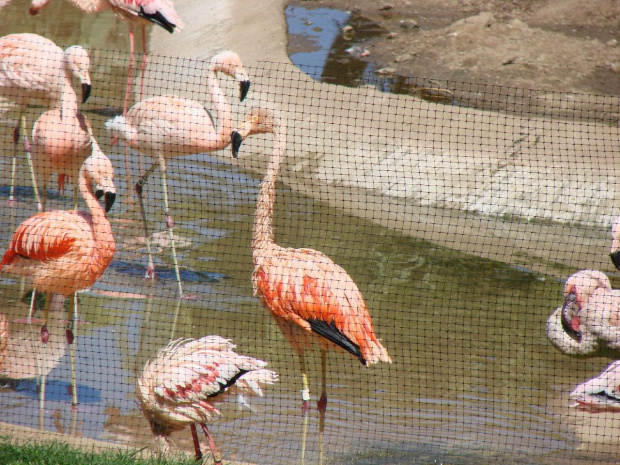 flamingi - Loro Parque w Puerto de la Cruz