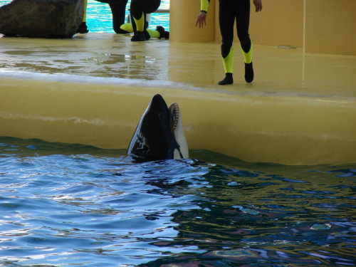 Orca Ocean SHOW