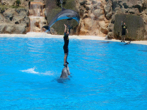 DELFIN SHOW -Loro Parque w Puerto de la Cruz