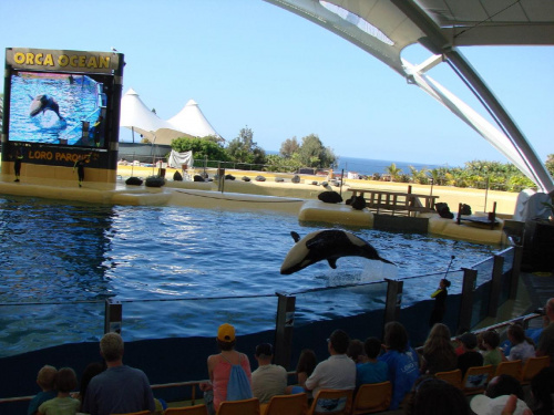 Orca Ocean SHOW