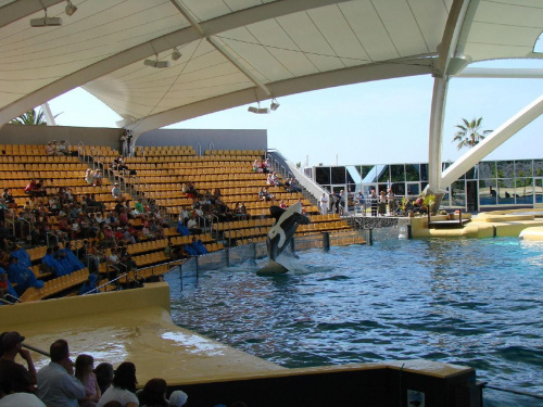 Orca Ocean SHOW