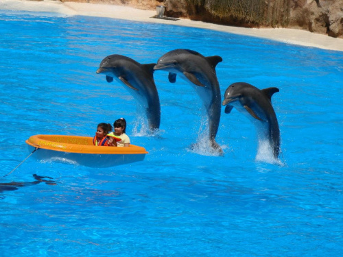 DELFIN SHOW -Loro Parque w Puerto de la Cruz