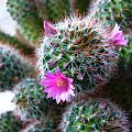 Mammillaria zeilmanniana