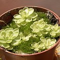 pinguicula esseriana