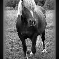 Portret konia o imienu Majka, stadnina koni Sokolnik #koń #konie #natura #zwierzęta #krajobraz #krajobrazy #sokolnik #pastwisko #przyroda #majka