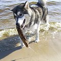 #pies #zwierzęta #AlaskanMalamute