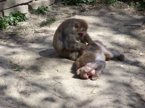 Makaki japońskie :) #małpy #makkaki