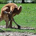 I gimnastyka ... #kangur #zoo