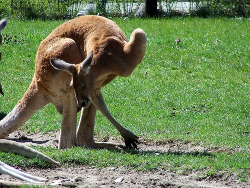 I gimnastyka ... #kangur #zoo