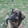 leonberger DEMISS Circulus Vitiosus - Myszka