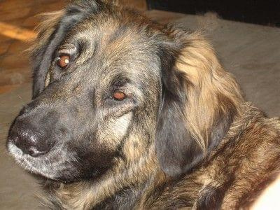 leonberger DEMISS Circulus Vitiosus - Myszka