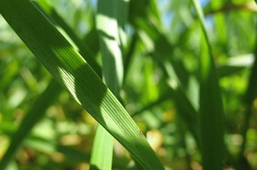 #OkoliceOlsztyna #Bartążek #Bartąg #pole #konie #rower #jeziora #Warmia #mazury #PunktWidokowy #trawa #zieleń