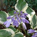 hosta4