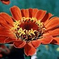 cynia2