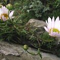 chryzantema3