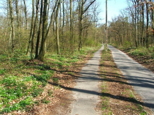 Ścieżka rowerowa do Zakładów Azotowych #las #Puławy #Azoty