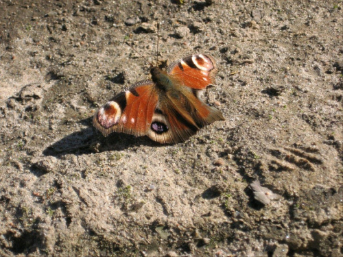 Motyl