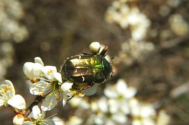 Złoto-zielony chrząszcz #owad #chrząszcz