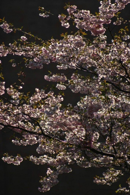 kwitnące wiśnie...a to nie Japonia