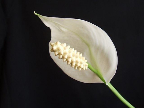 Skrzydłokwiat - spathiphyllum