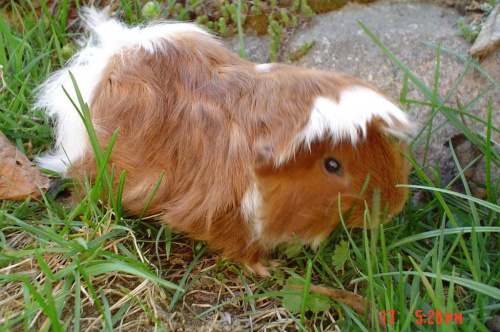 sesja wiosenna