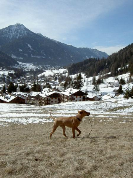 Pies na alpejskiej łące w poszukiwaniu fioletowej krowy:o))