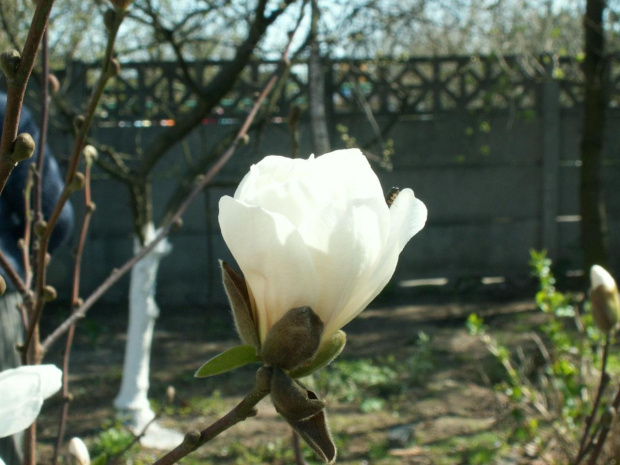 magnolia ,,,,