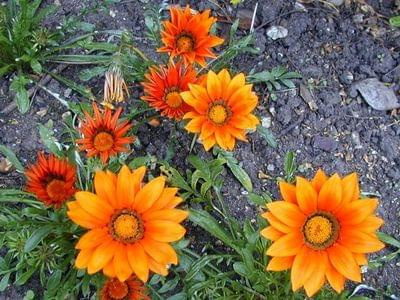 gazania