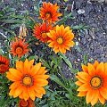 gazania