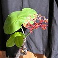 jatrofa1