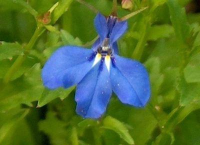 lobelia2