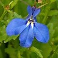 lobelia2