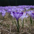 krokus