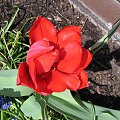 Czerwony tulip ogromniasty