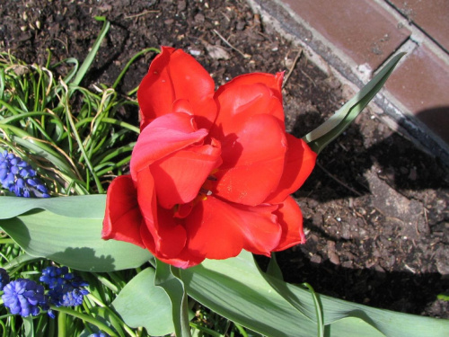 Czerwony tulip ogromniasty