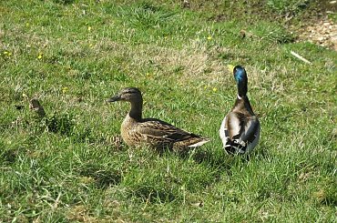 #kaczki #kaczor #kaczka #trawa #mazury #warmia #Olsztyn #para #rodzina