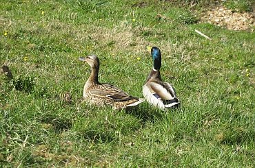 #kaczki #kaczor #kaczka #trawa #mazury #warmia #Olsztyn #para #rodzina