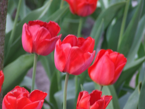 #tulipany #makro