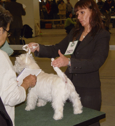 19.112006 Kielce - HONI
handler Monika Borucka