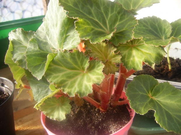 begonia wyhodowana z bulwki 21 kwietnia