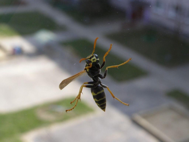Osa(makro)