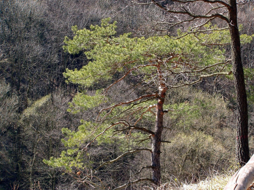 Samotne drzewko na skale