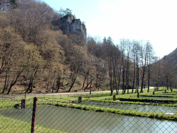 Hodowla Pstrąga