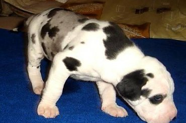 Maluszki po ukończeniu 3 tygodnia życia #DogNiemiecki #psy #kynologia #moloseum #szczeniaki #pupil #miot #zwierzęta