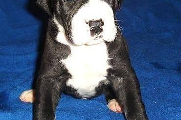 Maluszki po ukończeniu 3 tygodnia życia #DogNiemiecki #psy #kynologia #moloseum #szczeniaki #pupil #miot #zwierzęta