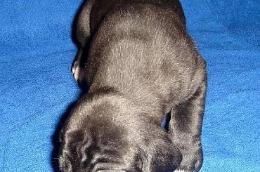 Maluszki po ukończeniu 3 tygodnia życia #DogNiemiecki #psy #kynologia #moloseum #szczeniaki #pupil #miot #zwierzęta