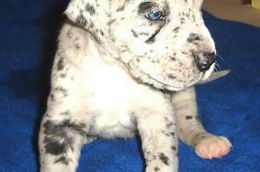 Maluszki po ukończeniu 3 tygodnia życia #DogNiemiecki #psy #kynologia #moloseum #szczeniaki #pupil #miot #zwierzęta