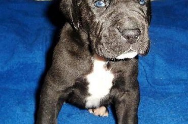 Maluszki po ukończeniu 3 tygodnia życia #DogNiemiecki #psy #kynologia #moloseum #szczeniaki #pupil #miot #zwierzęta